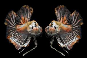sbalorditivo d'oro betta pesce su nero foto