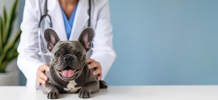 ai generato generativo ai, carino piccolo cane essere esaminato di professionale veterinario nel veterinario clinica foto