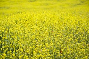 giallo campo foto