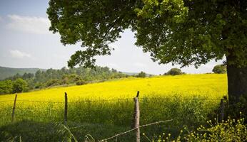 giallo campo foto