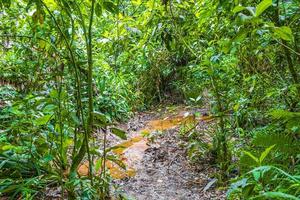 sentiero escursionistico nella foresta naturale della giungla tropicale ilha grande brasile.