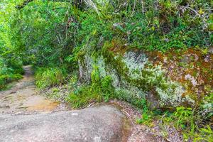 sentiero escursionistico nella foresta naturale della giungla tropicale ilha grande brasile.