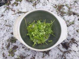 verde prezzemolo su inverno terra foto