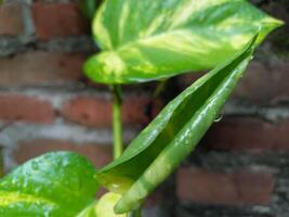 struttura di betel le foglie bagnato a partire dal pioggia foto