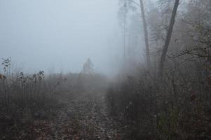 nebbia mattutina dopo una notte nella foresta foto