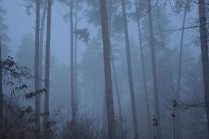 nebbia mattutina dopo una notte nella foresta foto