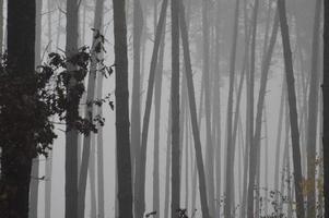 nebbia mattutina dopo una notte nella foresta foto