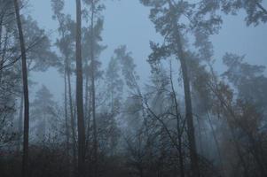 nebbia mattutina dopo una notte nella foresta foto