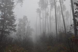 nebbia mattutina dopo una notte nella foresta foto