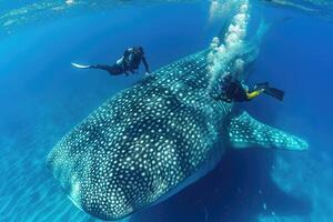 ai generato autorespiratore tuffatore nuoto con un' balena squalo nel il blu oceano foto