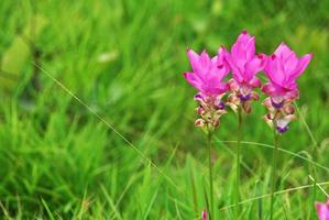 bellissimi tulipani selvatici siam che fioriscono nella giungla nella provincia di chaiyaphum, in Thailandia. foto