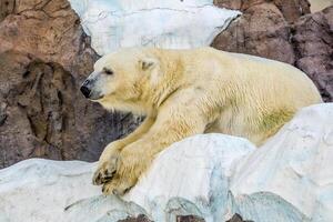 rilassante polare orso a il ueno zoologico giardini nel tokyo, Giappone foto