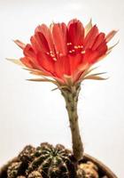 petalo delicato di colore rosso con soffice peloso di fiore di cactus echinopsis foto