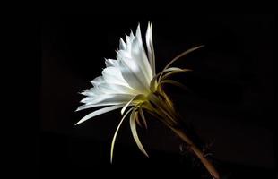 colore bianco con peloso peloso di fiori di cactus su sfondo nero foto