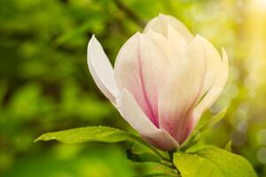 uno rosa fiore su un' ramo di fioritura magnolia avvicinamento foto