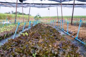 agricoltura biologico rosso quercia con tubo spruzzatore nel giardino foto