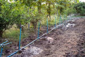 spruzzatore irrigazione irrigazione modulo blu tubo nel il azienda agricola per coltivato foto