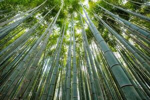 verde bambù boschetto foresta con luce del sole foto