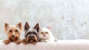 ai generato animali domestici governare pubblicità sfondo con copia spazio foto