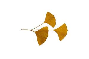 asciutto ginkgo biloba foglia foto