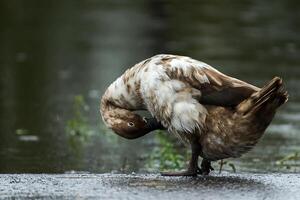 anatre è pulizia lui stesso su il pavimento. foto