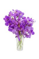 fiore di orchidea viola. foto