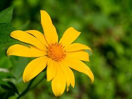 messicano tournesolo fiore. foto