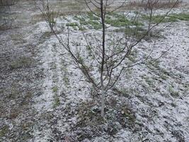 neve abbattere su il giardino dove verdure crescere nel il villaggio foto