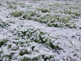 neve abbattere su il giardino dove verdure crescere nel il villaggio foto