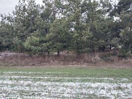 neve abbattere su un agricolo campo foto