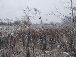 neve abbattere su cespugli e alberi nel il villaggio foto