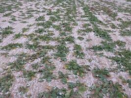 neve abbattere su un agricolo campo foto