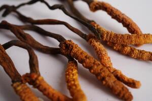 cordyceps sinensis o ofiocordyceps sinensis isolato su bianca sfondo, fungo erba trattamento medicinale. foto