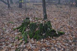 ceppi di foresta nel muschio verde al mattino foto