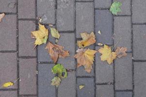 trama di foglie autunnali di diversi colori primo piano foto