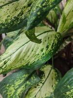 dieffenbachia seguine, tropicale impianti con bellissimo struttura verde le foglie. foto