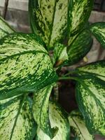 dieffenbachia seguine, tropicale impianti con bellissimo struttura verde le foglie. foto