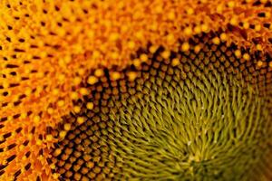 un' vicino su tiro di il girasole, il semi siamo chiaramente visibile e il polline polline è chiaro. foto