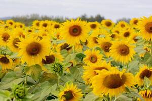 un' vicino su tiro di il girasole, il semi siamo chiaramente visibile e il polline polline è chiaro. foto