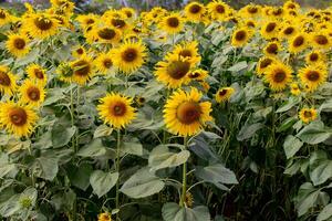 un' vicino su tiro di il girasole, il semi siamo chiaramente visibile e il polline polline è chiaro. foto