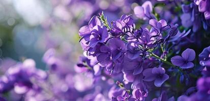 ai generato viola viola fiori nel il primavera foto