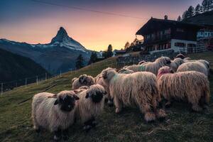 Vallese naso nero pecora nel stalla e Villetta su collina con Cervino montagna nel il tramonto a Zermatt, Svizzera foto