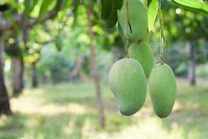 Mango frutta su albero nel frutteto foto