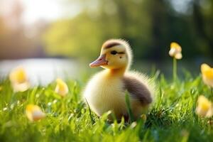 ai generato carino soffice anatroccolo su verde erba all'aperto. bambino animale foto