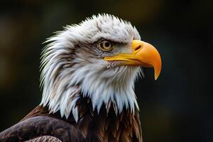 ai generato tiro di un aquila stoico sguardo esemplificativo il spirito di il selvaggio natura selvaggia foto