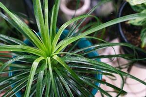 vario in vaso impianti disposte nel serra. pianta Gli amanti concetto. verde Casa impianti moderno interno decorazione. sentiero di un' giardino centro e impianti foto