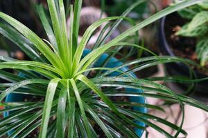 vario in vaso impianti disposte nel serra. pianta Gli amanti concetto. verde Casa impianti moderno interno decorazione. sentiero di un' giardino centro e impianti foto