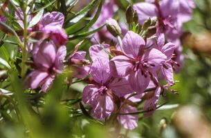 un' vicino su di alcuni rosa fiori nel il erba foto