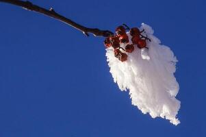 un' ramo con neve su esso foto