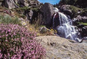 un' cascata è visto nel il sfondo con fiori foto